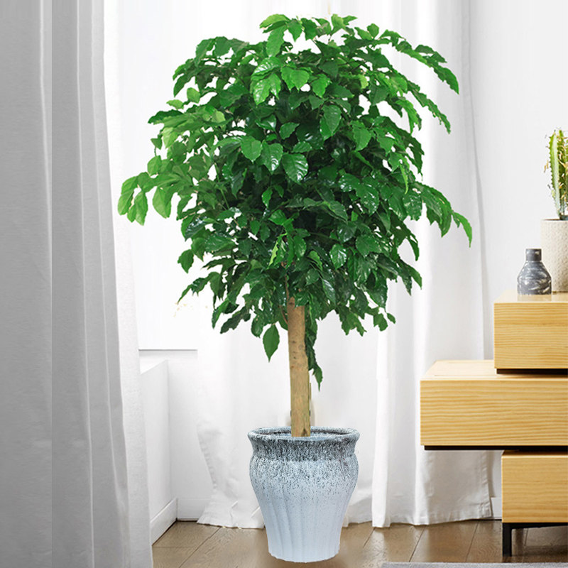 北京绿宝幸福树耐旱四季常青放客客厅大盆盆栽大型绿植