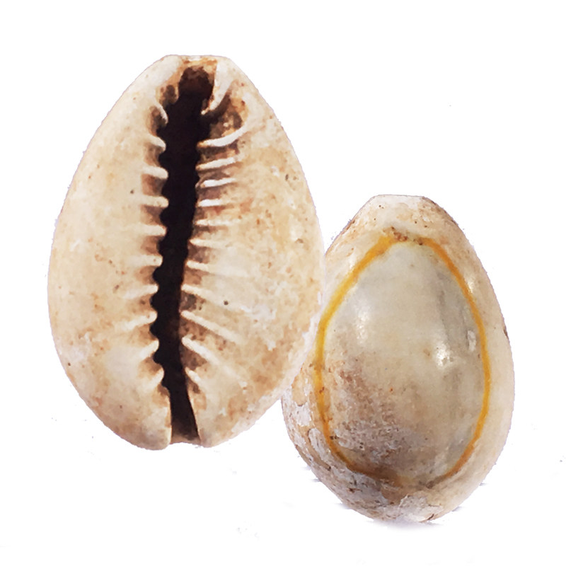 夏商周时期大型天然原始贝币历代古钱币贝壳真品收藏文玩手串