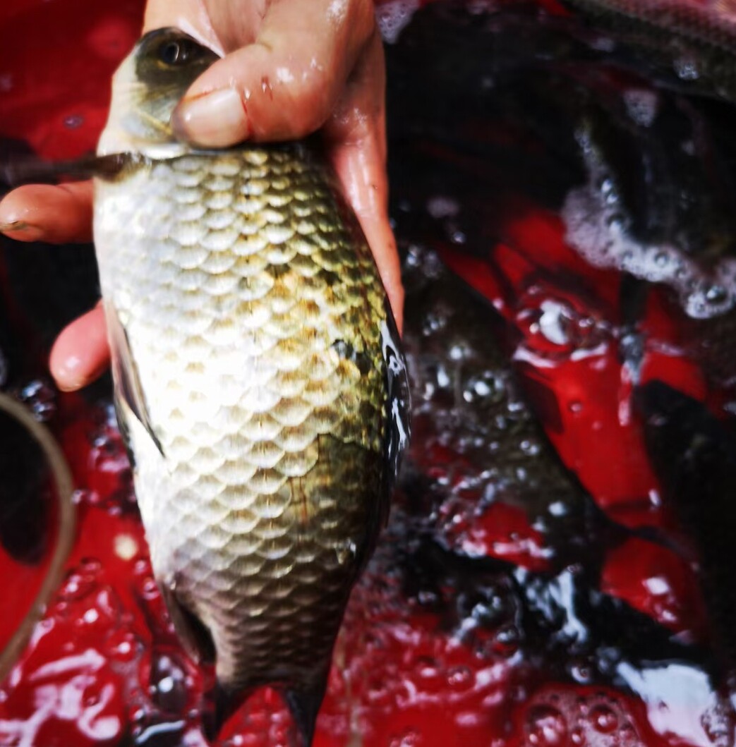 顺丰广东高山河野鲫鱼新鲜活鱼现杀2斤产妇淡水鱼类