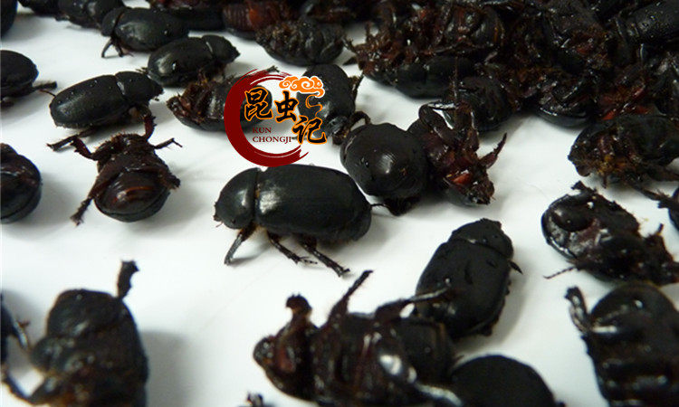 野生油壳郎牛克郎食用昆虫记野味美食大金龟子生鲜冷冻发货500克