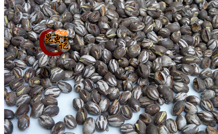 新鲜杨拉罐新鲜洋辣子蛋八甲刺子土美食包邮波刺毛1斤