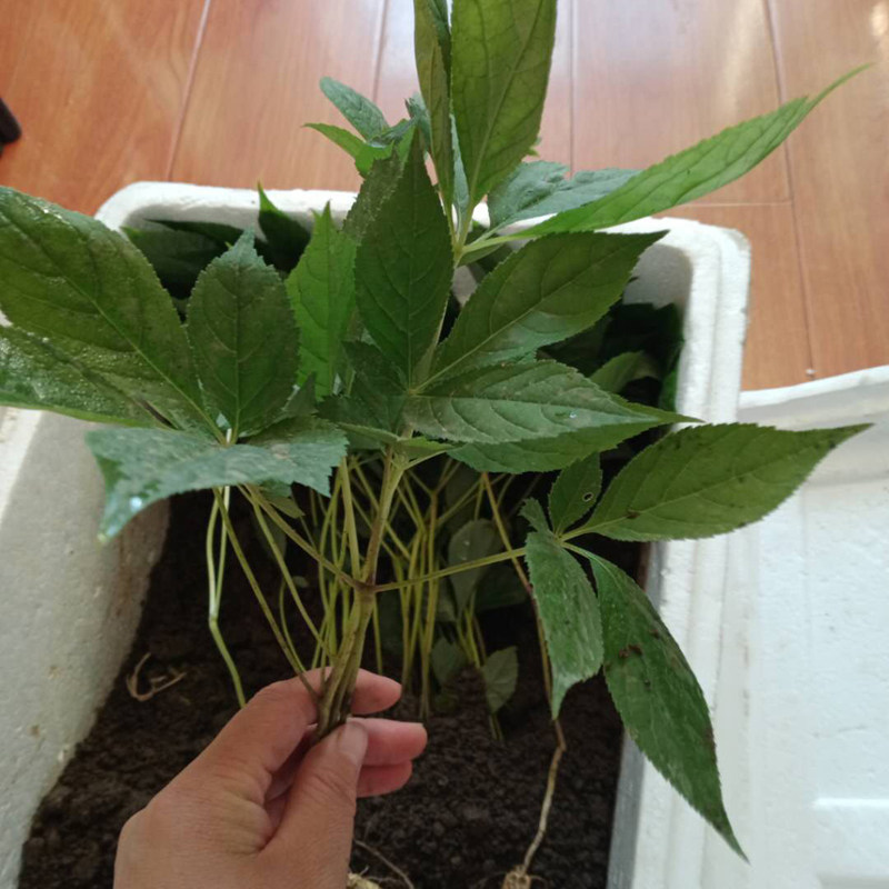 人参苗种植盆栽长白山野生人参新鲜活苗现挖带叶子青苔可泡酒煲汤