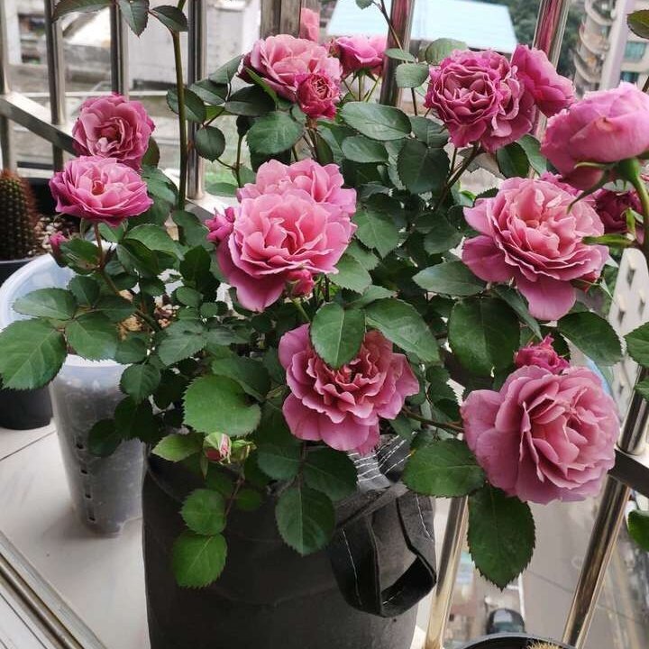 日月 葵(あおい) 抗病强耐热复花性快复古色微月月季花苗盆栽