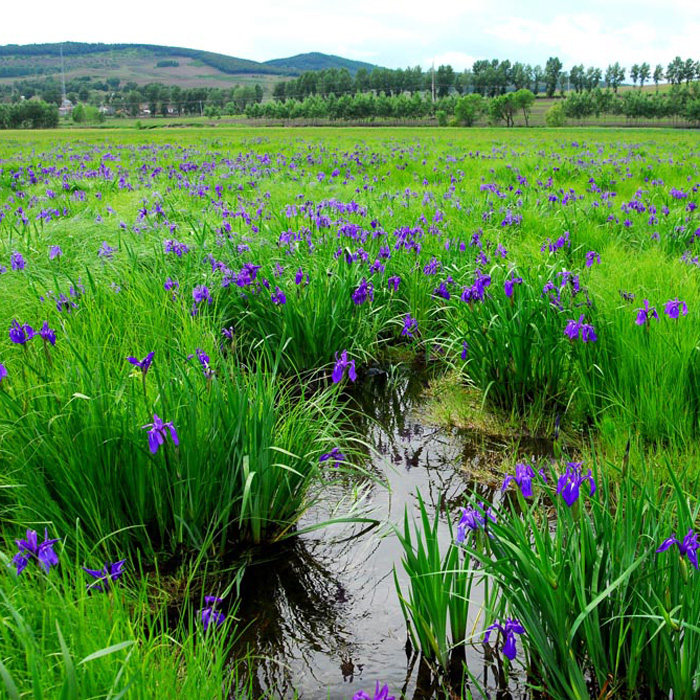 种子马莲花卉水边水耐寒耐多年生耐寒马连兰花家庭园艺种子