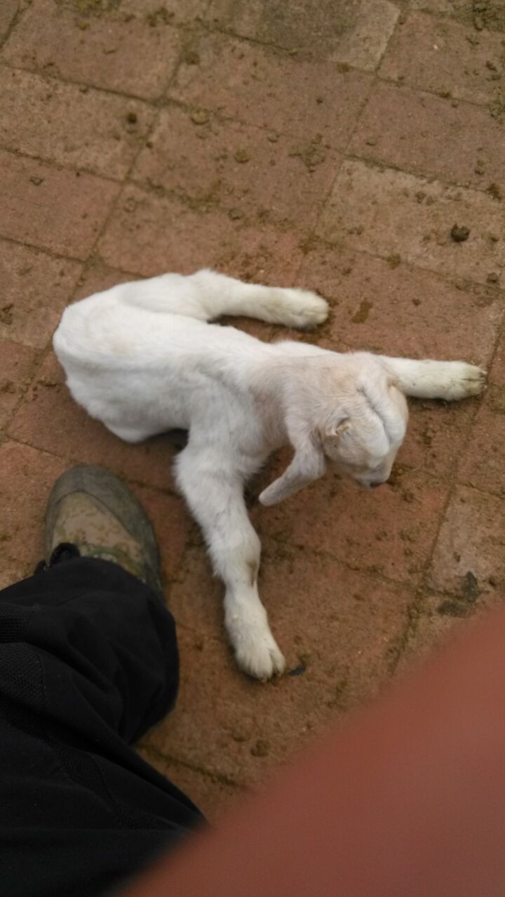 羔羊瘫软病口服药小羊软瘫无力10元一只用量软骨病羊羔瘫痪拒奶