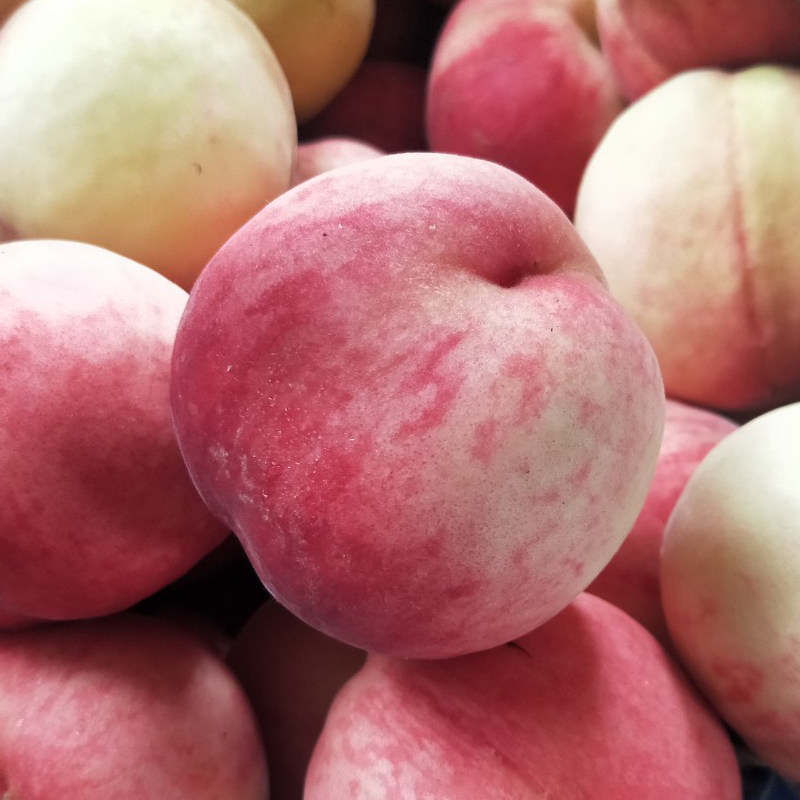 现摘山东肥城水蜜桃子正宗新鲜孕妇水果当季桃