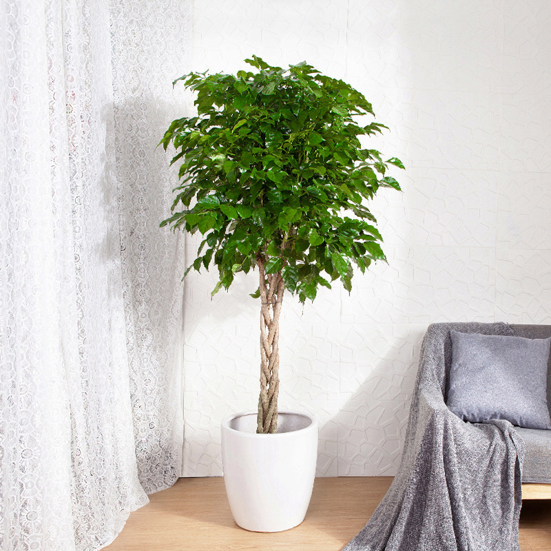 幸福树盆栽室内大型客厅办公绿植招财进宝植物甲醛大型绿植