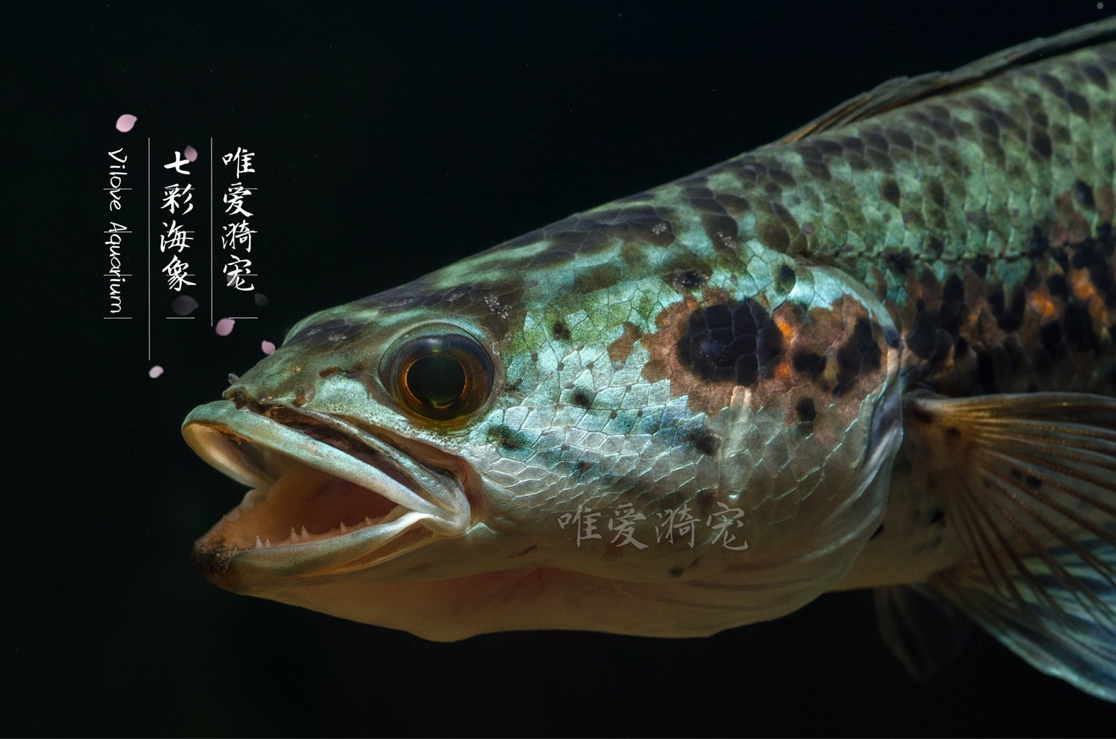 海象七彩七星雷龙雷龙鱼龙鱼蛇头热带鱼观赏鱼鱼