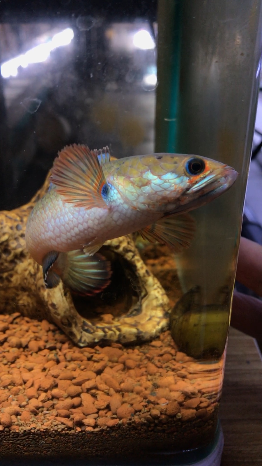 900_1600竖版 竖屏