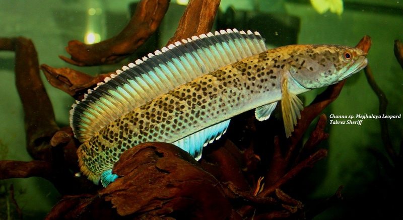 梅加拉亚邦豹雷龙鱼豹子雷龙雷龙鱼蛇头鱼鳢热带鱼观赏鱼