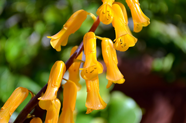 lachenalia flava 纯黄立金花属南非稀有球根多肉植物