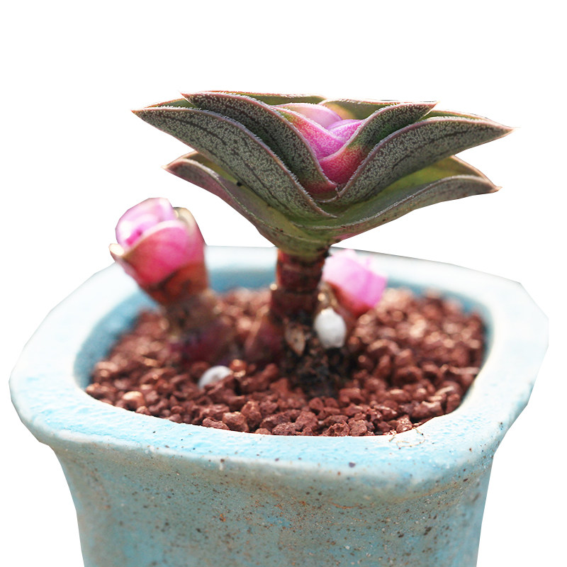 一帆风顺多肉植物可爱趣味绿植花卉盆栽办公室办公桌多肉植物