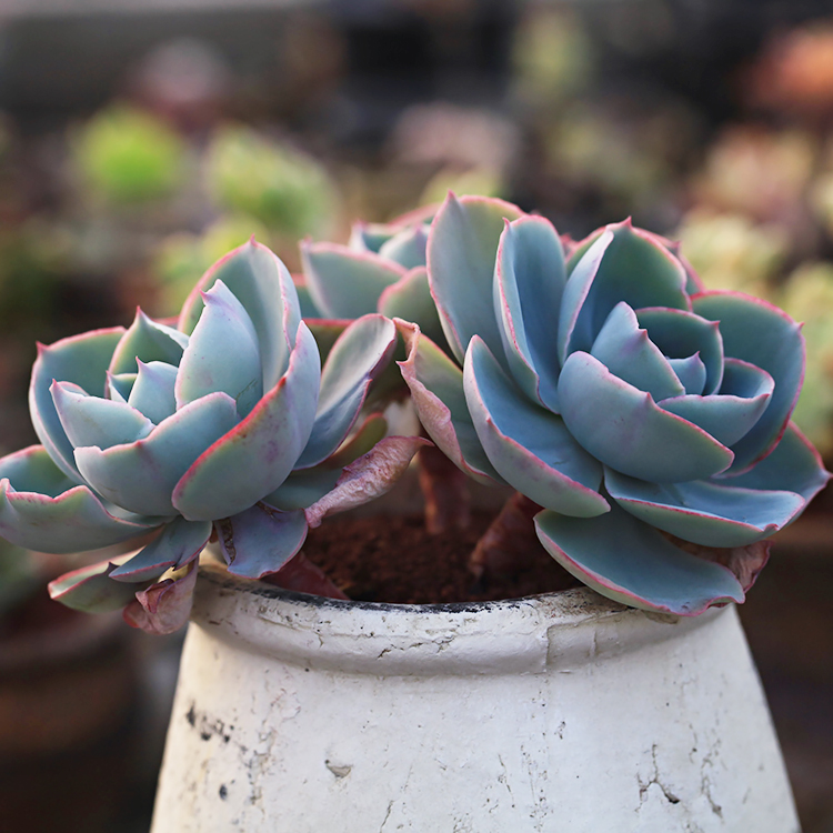 达芬奇密码多肉植物多头群生老桩echeveriadavincicode多肉植物