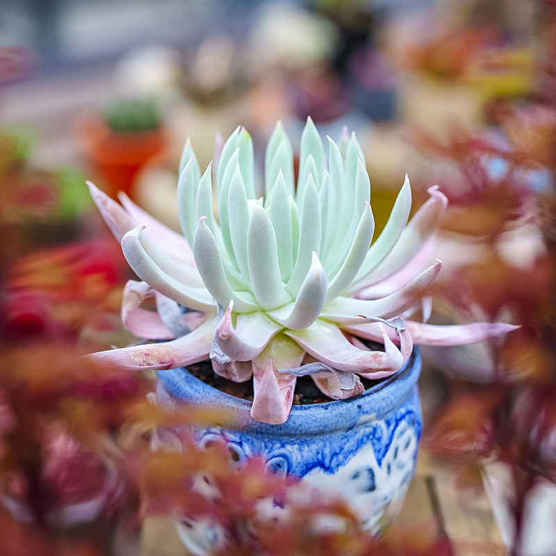 奴婢吉娜仙女多肉植物dudleyanubigena多肉植物