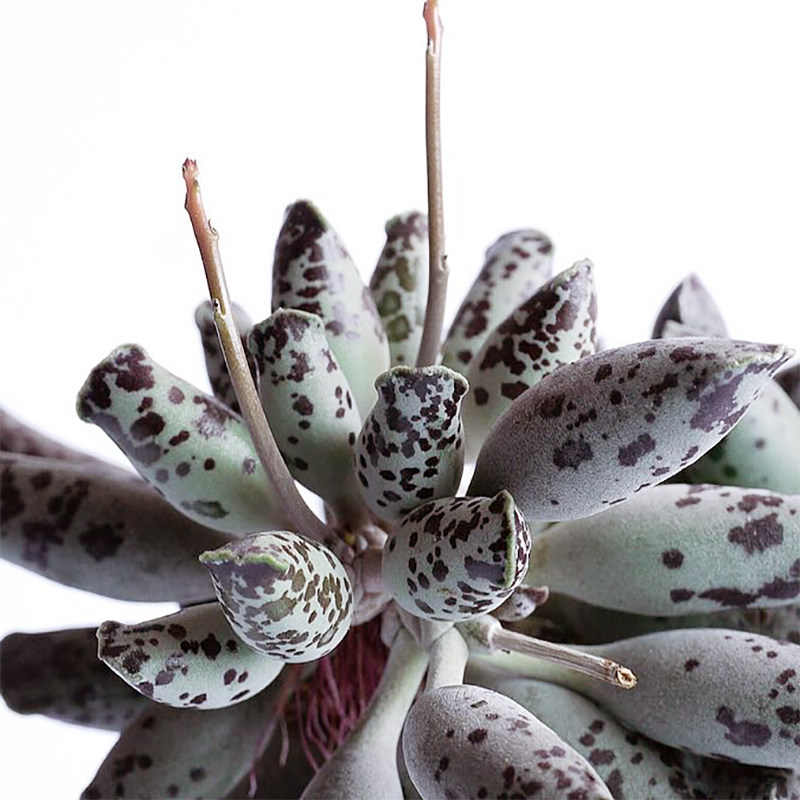 海豹水泡多肉植物天锦章adromischuscooperifestivus多肉植物