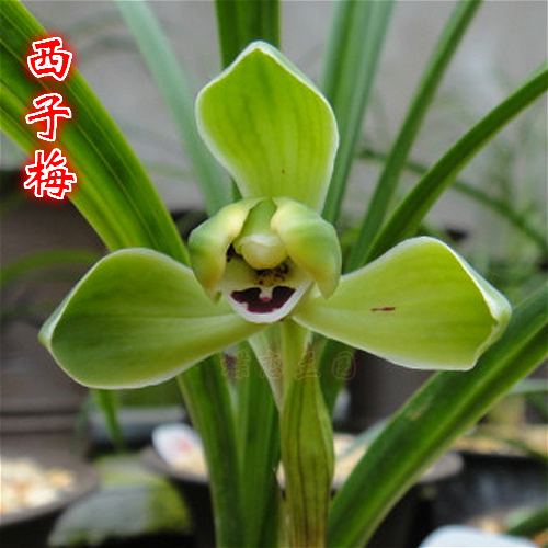 蝶恋兰园西子稀少兰花春兰梅瓣花卉绿植盆栽花卉