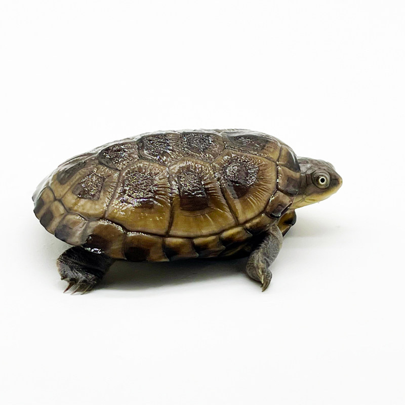 西非侧颈活体龟呆深水龟蛋长颈乌龟活物观赏龟