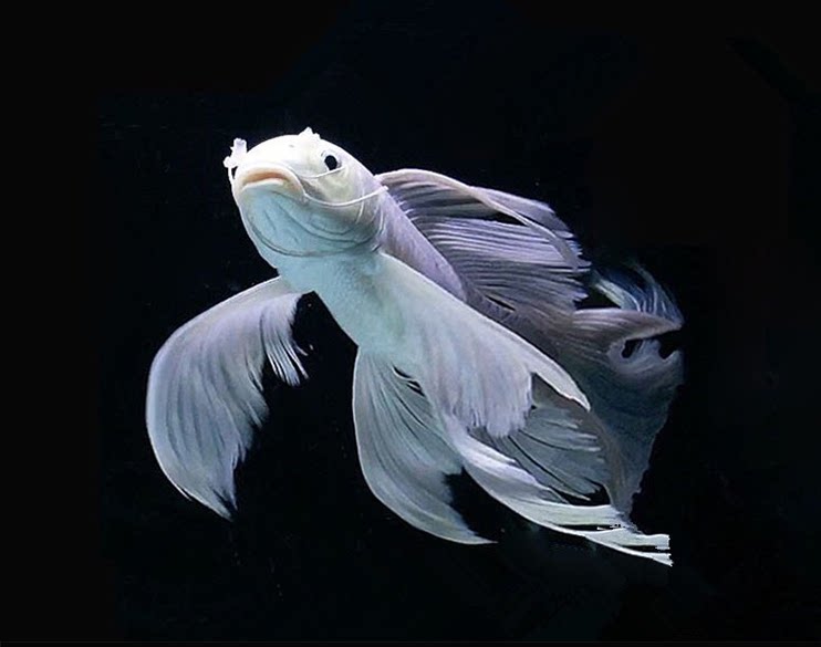 蝴蝶活体球形观赏鱼锦鲤白金白金龙龙凤龙魟鱼配鱼鱼