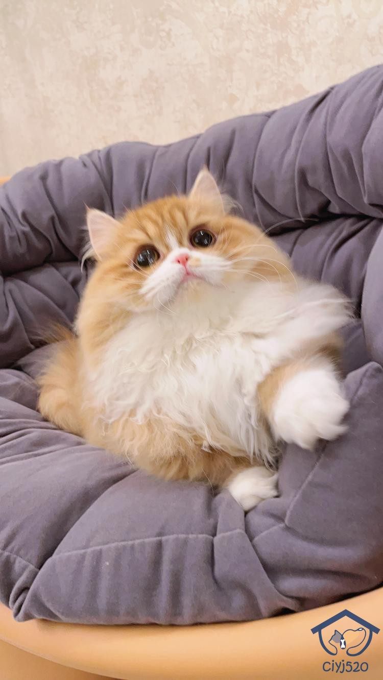 cfa猫舍繁育矮脚拿破仑开脸橘白地毯妹妹7月龄猫咪