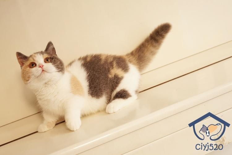 繁育深圳猫舍育英三花曼基贴地矮脚脸甜妹妹猫咪