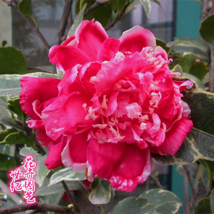 稀有珍贵品种银边茶花弁天神乐即可观花又能绿植