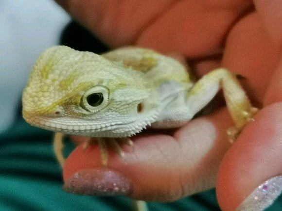 鬃狮蜥蜴幼体入门冷门宠物幼苗温顺可爱咬人爬虫