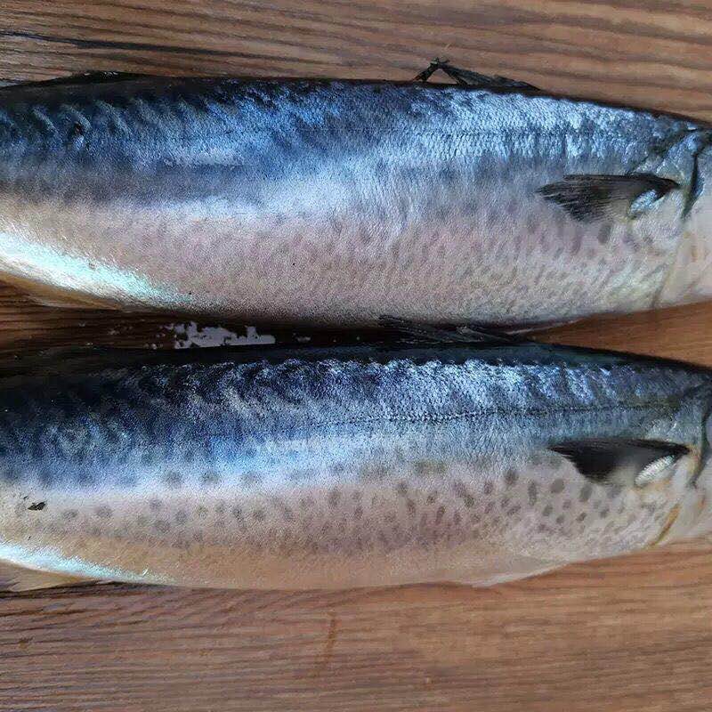 鲐鲅鱼野生鲐鱼鲭鱼新鲜冷冻青花鱼6斤海鲜水产生鲜食