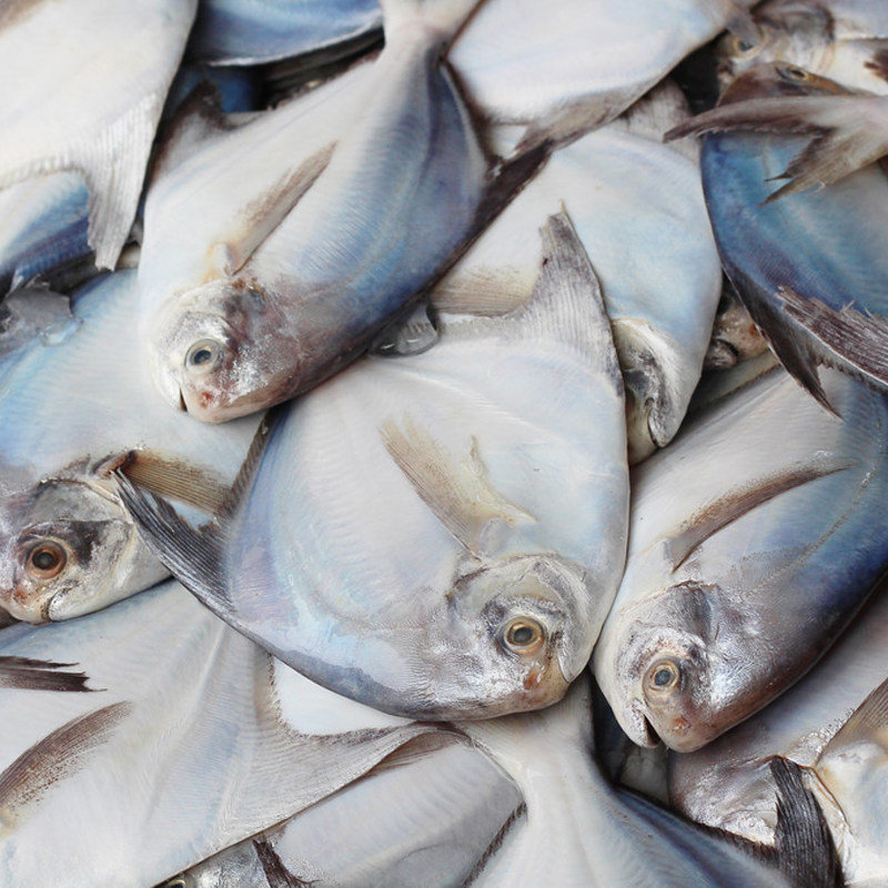 鲳鱼新鲜冷冻海鲜水产鲜活海鱼昌鱼无刺冰冻鲳鱼