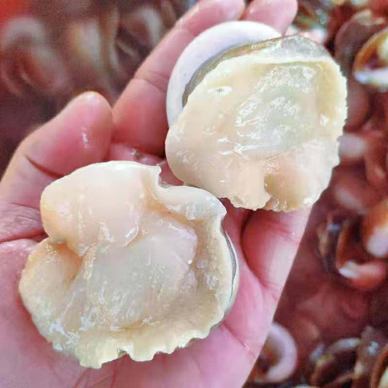 新鲜海鲜野生鲜活大香肚脐海螺红香田螺猫眼海螺