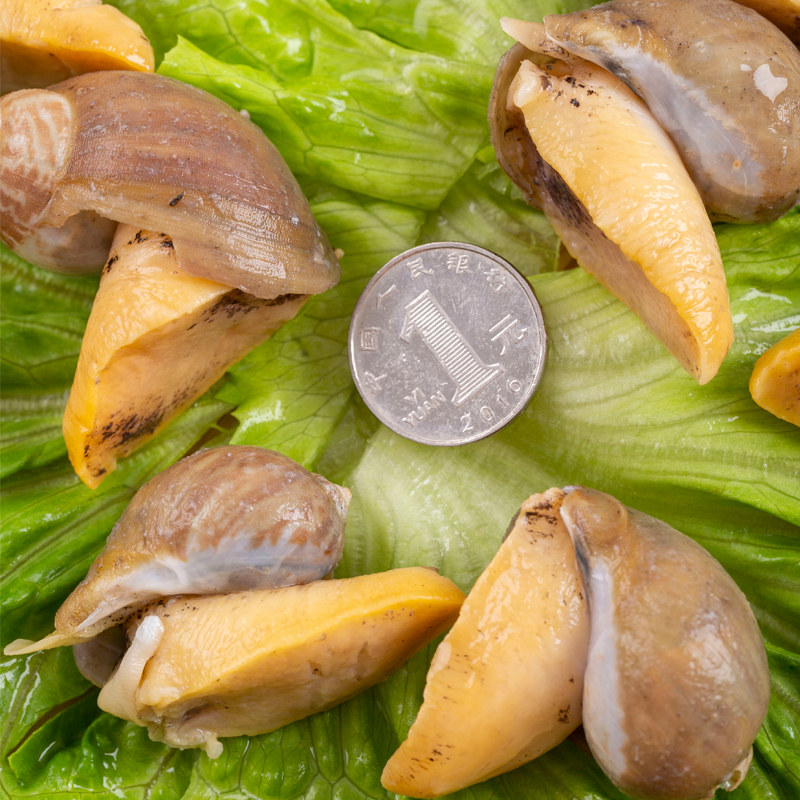 老婆脚假鲍鱼海鲜海蜗牛鲍螺鲜活速冻黄金珍珠海螺