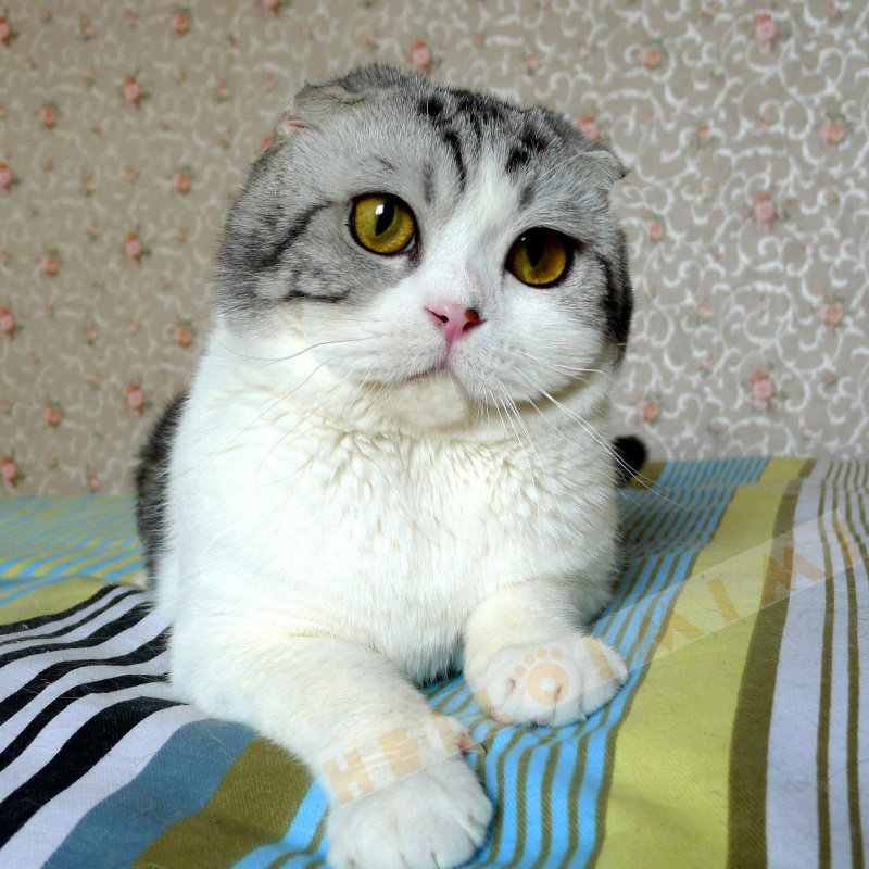 配种银虎斑加白苏格兰折耳猫大种公对外配种北京hallomimi