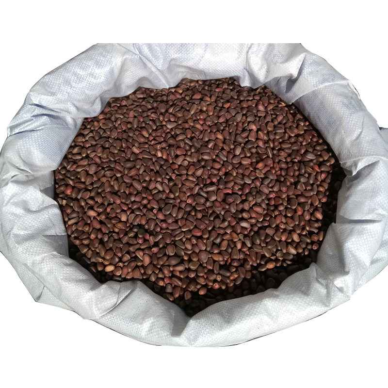 松子大兴安岭原味薄壳新鲜雪松生的散装5斤盐水松子