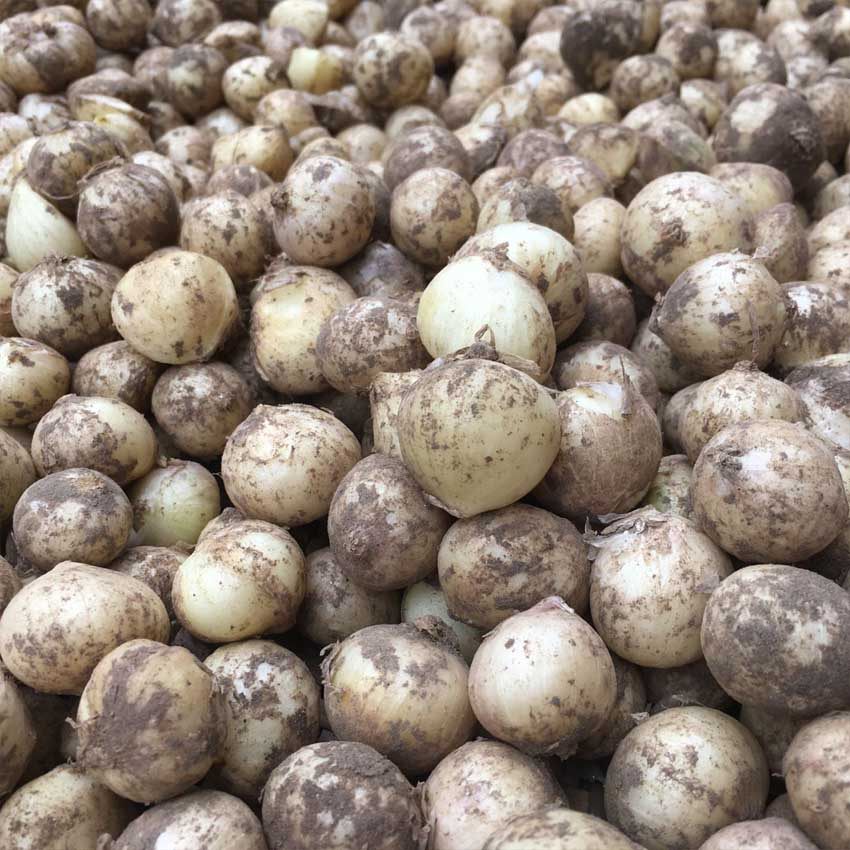 新货大号苦藠5斤四川新鲜团葱小根葱野葱头葱类