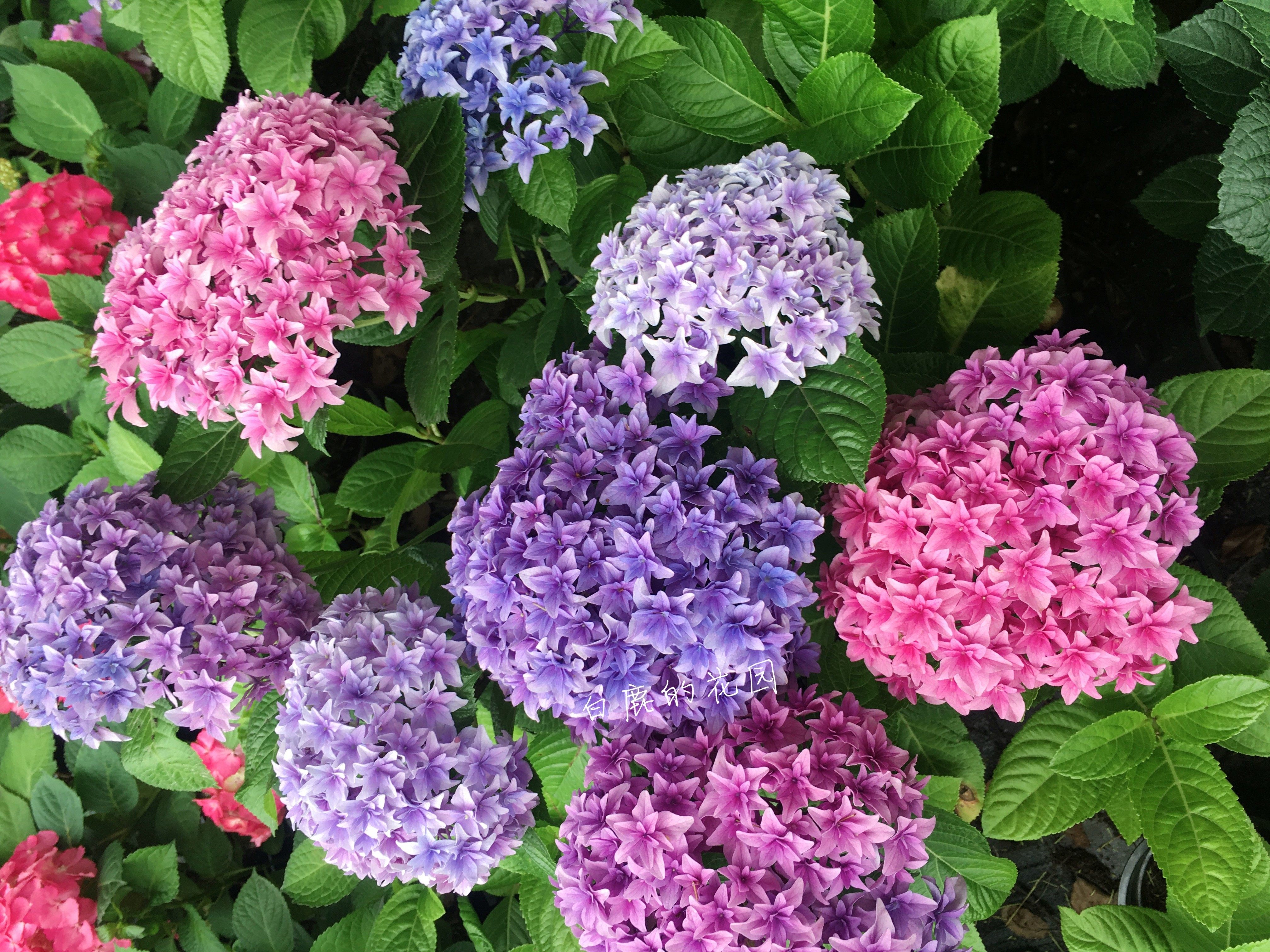 白鹿花园新品绣球卡伦安妮公主31b尤里列车reiwa时令草本花卉