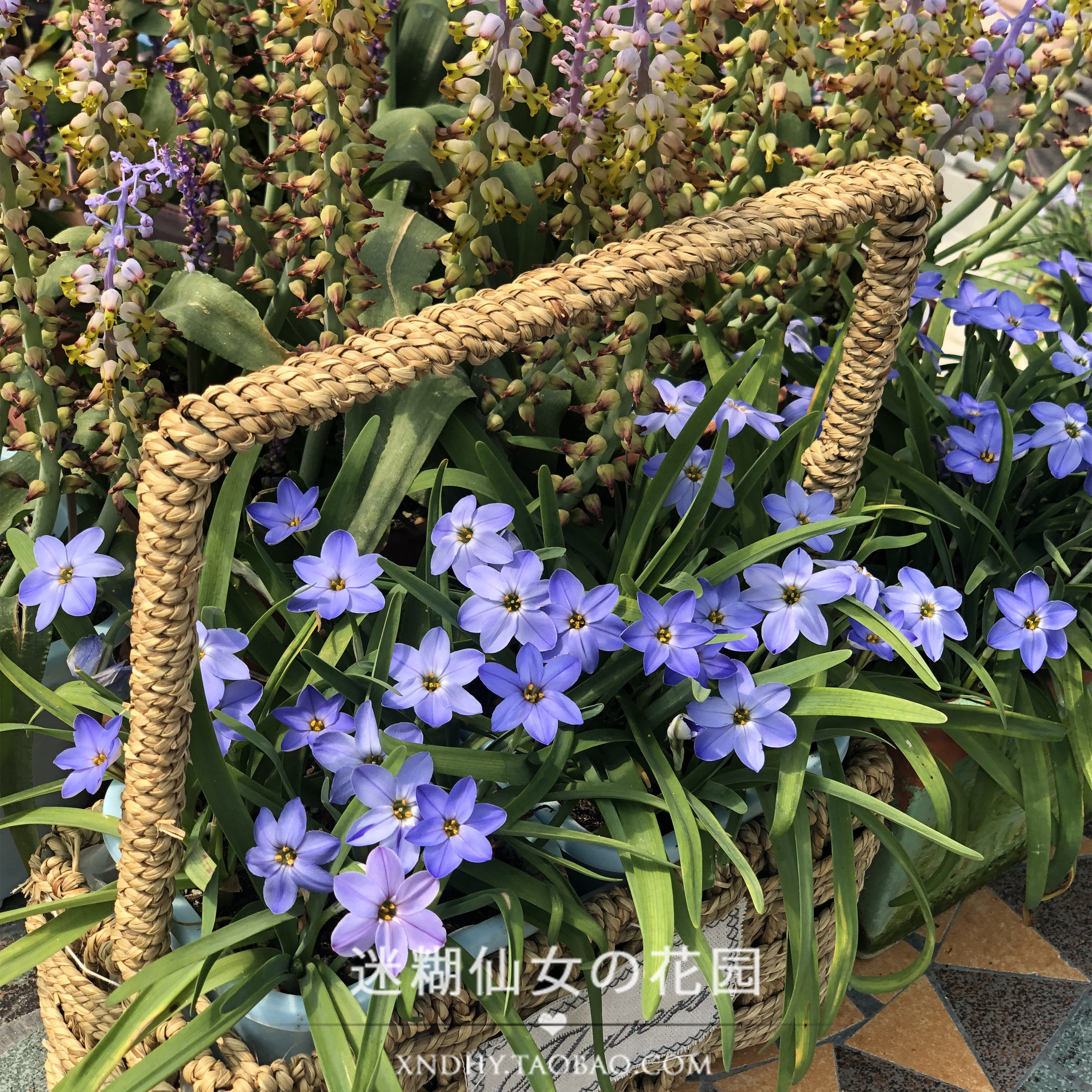 花韭浅蓝色夏洛特杰西jessi韭葱兰花韭种球根耐寒时令草本花卉