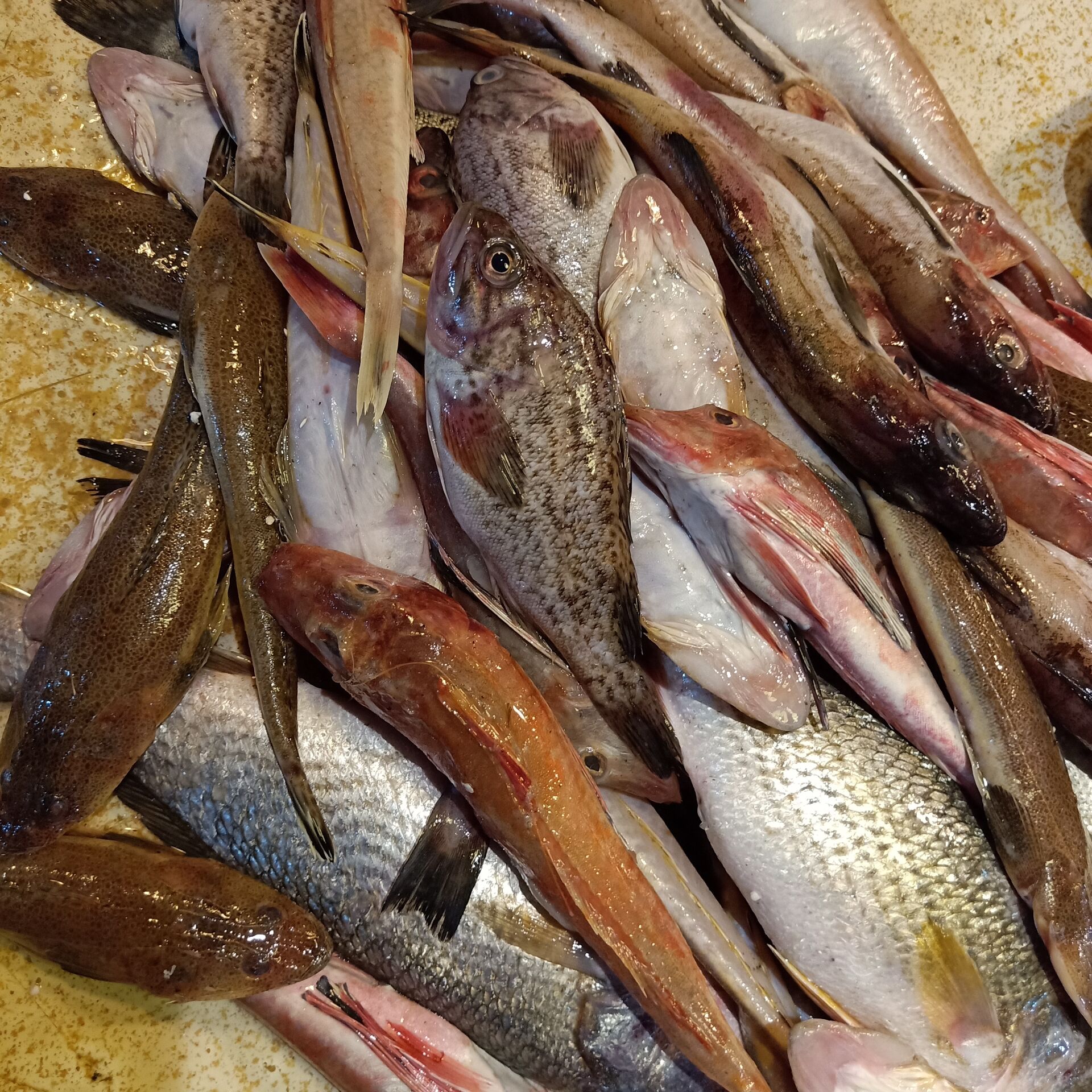 杂拌渤海新鲜野生海杂鱼下酒酒菜鲜鱼大连连海比目鱼