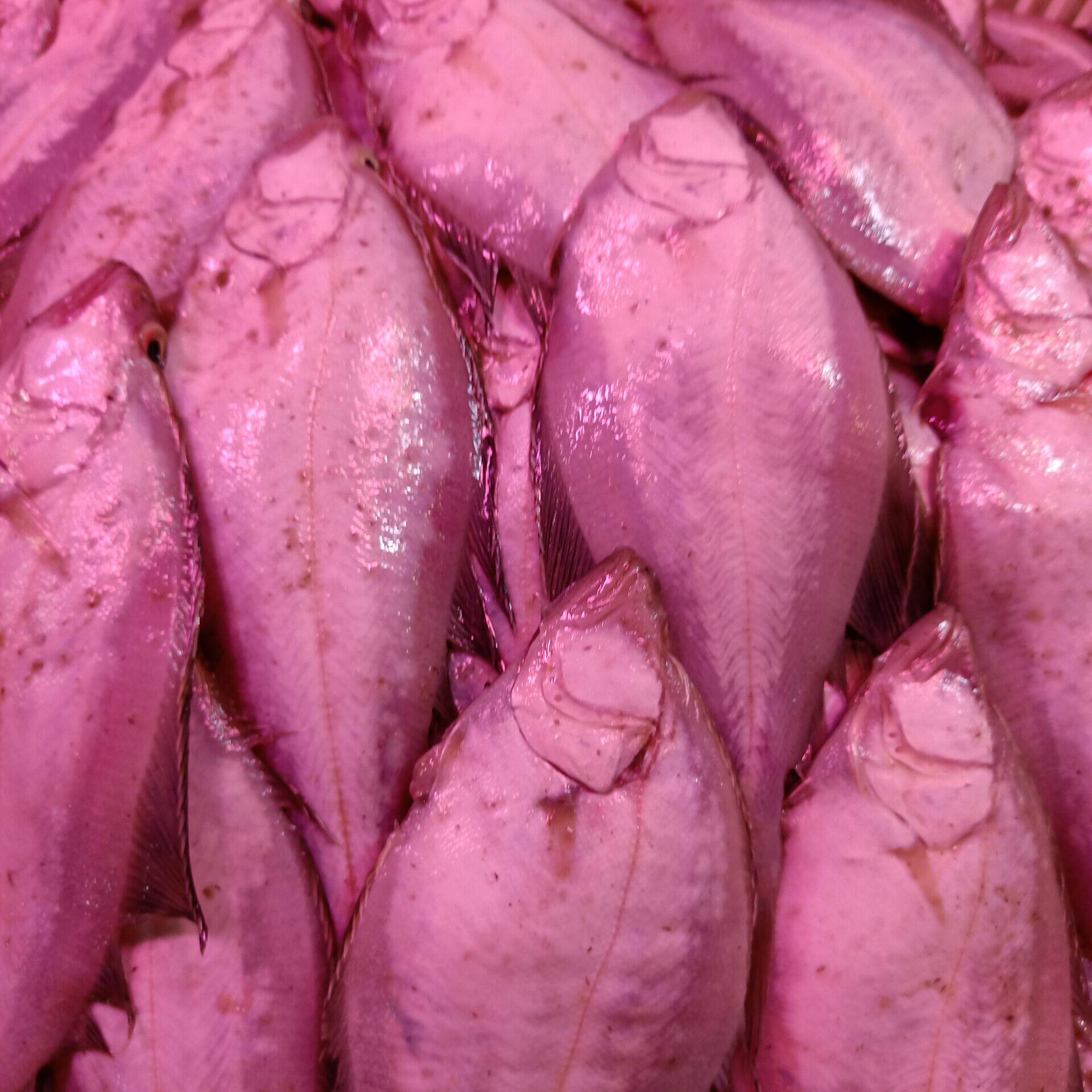 偏口大连海鲜新鲜34条斤冰鲜小比目鱼干煸鲽鱼