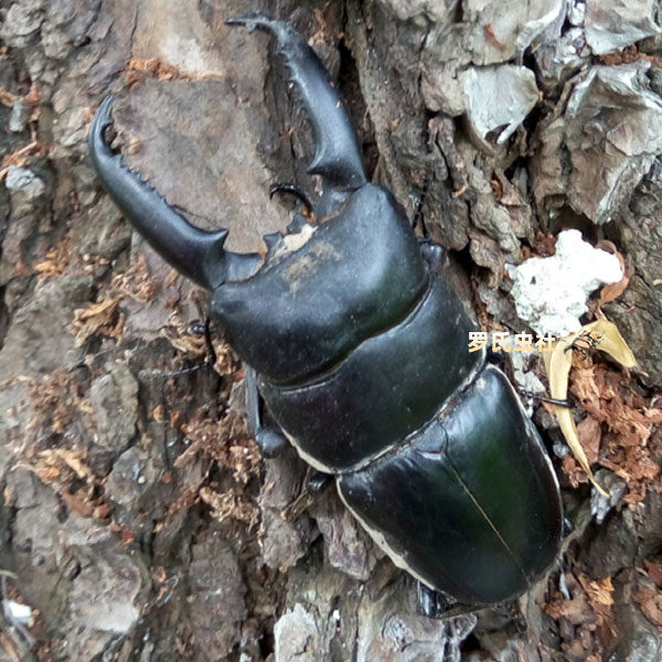 扁锹2022中国国大成虫中华幼虫中扁公母虫小特色爬宠