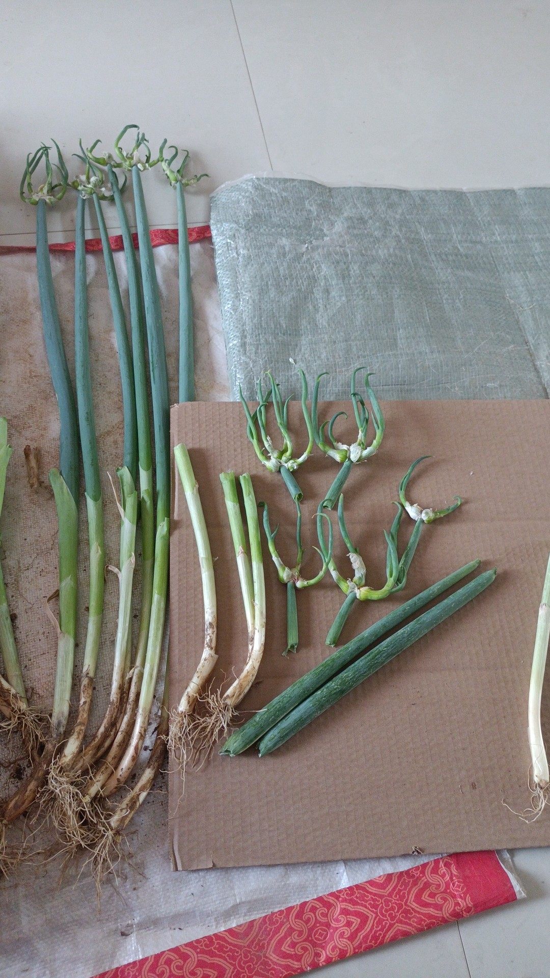 天葱盆栽苔儿龙爪母葱楼观音鲜葱种苗过冬春天宿根