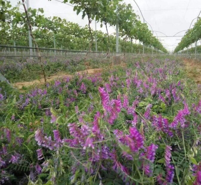 光叶紫花苕种植技术图片