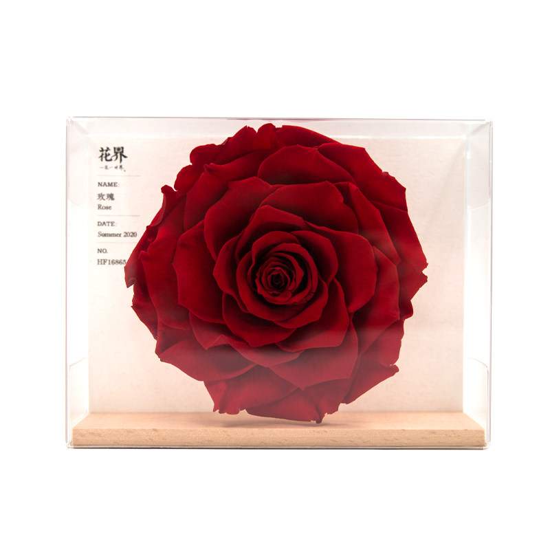 格格格物花界厄瓜多尔进口玫瑰永生花植物标本收藏摆件