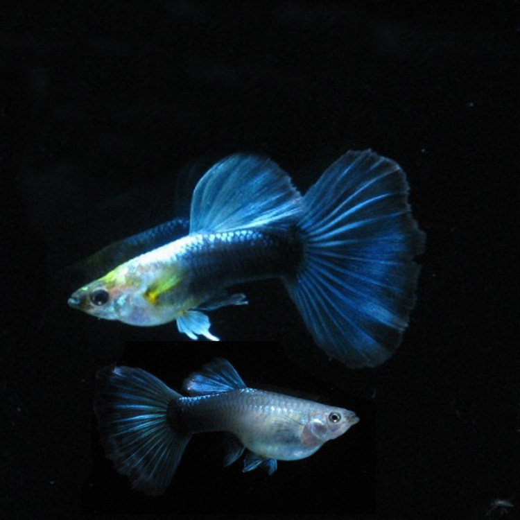 水族孔雀活体礼服纯种大背大尾凤尾鱼热带观赏鱼鱼