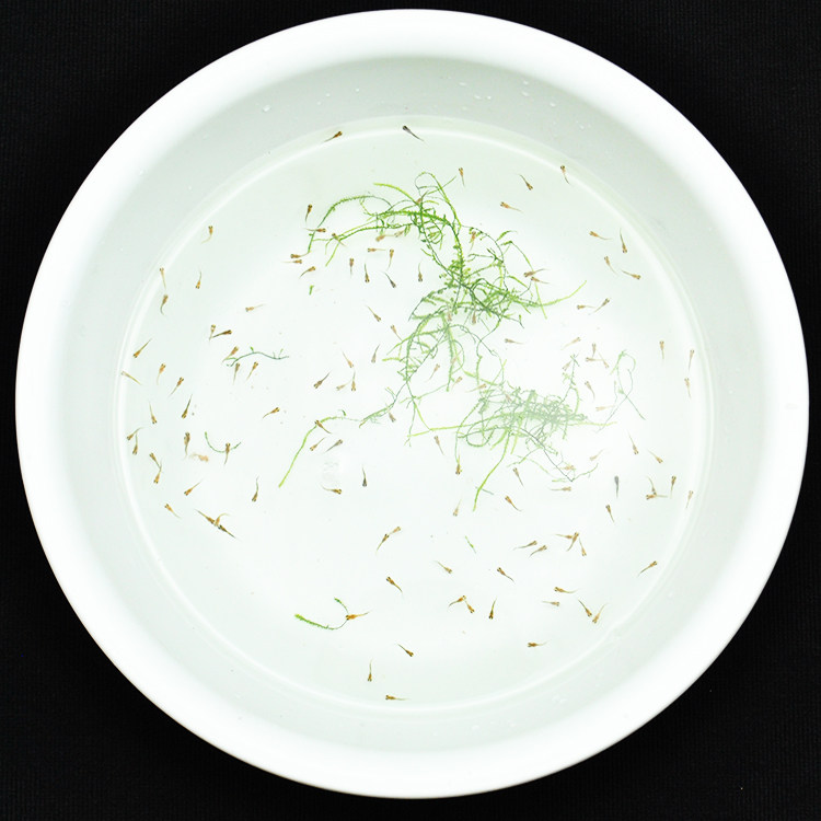 水族孔雀鱼苗凤尾幼小小鱼天空礼服草尾观赏鱼