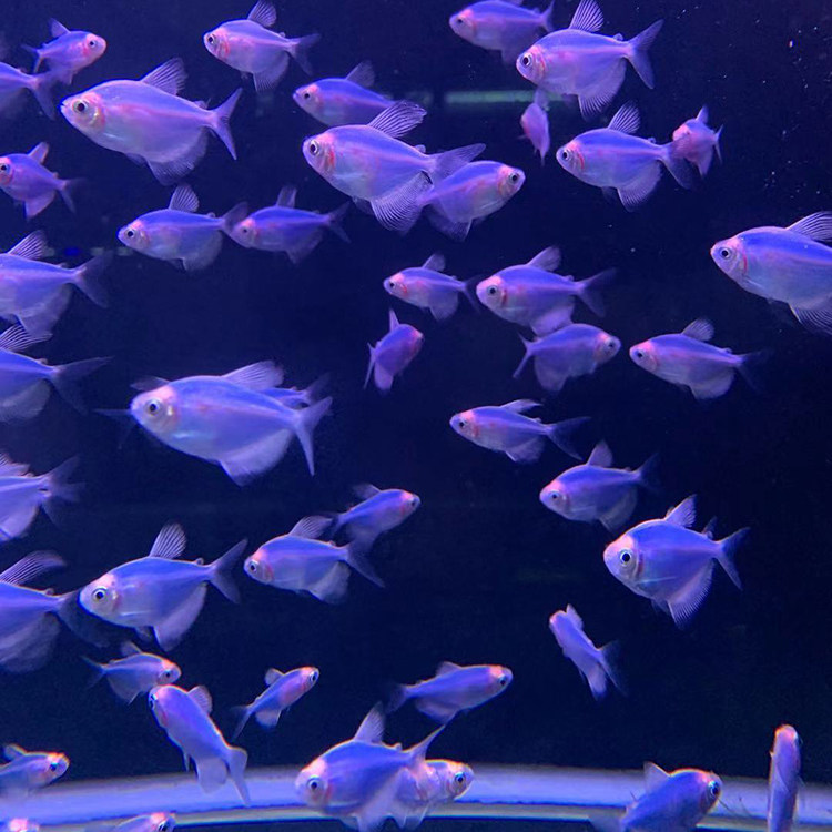 水族宠物活物热带观赏淡水柠檬绿天使小型鱼草鱼