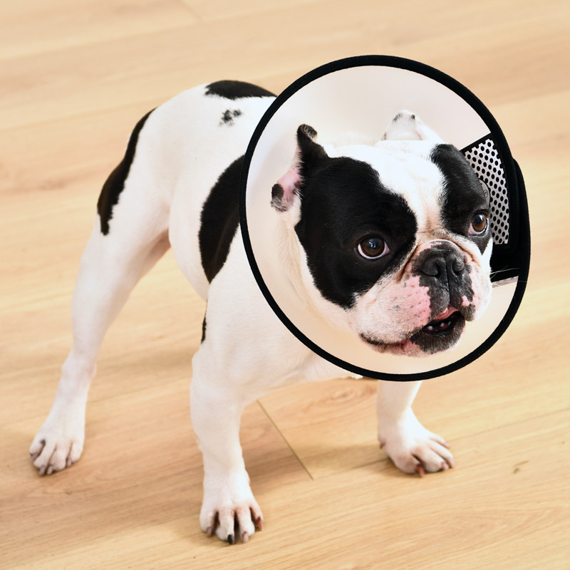 伊丽莎白狗狗项圈脖套猫防舔圈宠物狗头罩头套术后项圈