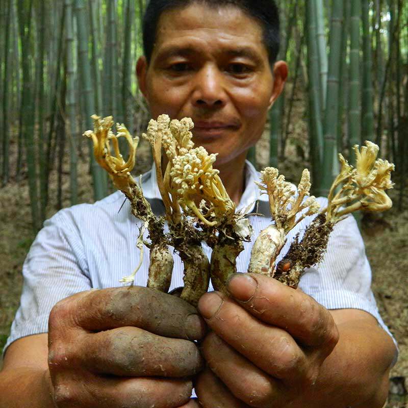 蝉花正品新货野生金蝉冬虫夏草2020年知了金蝉花