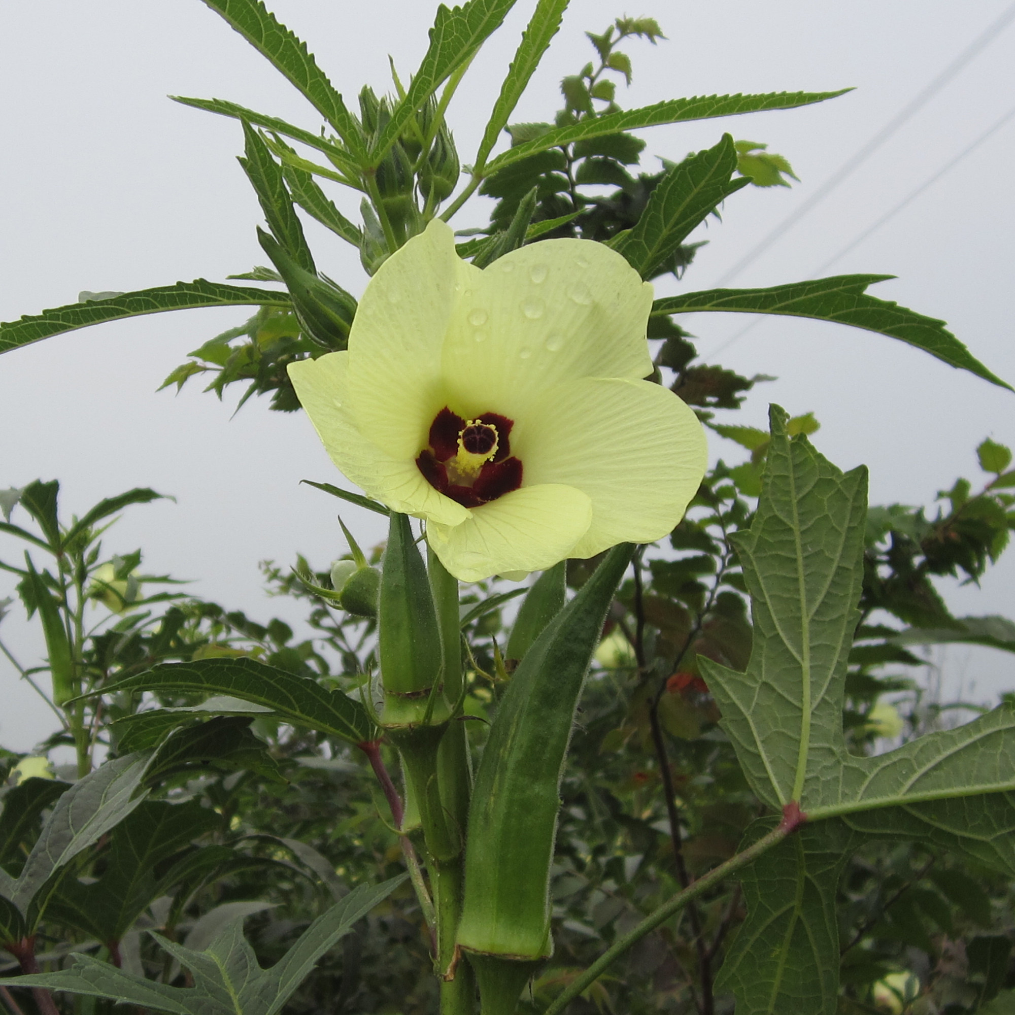 花茶黄秋葵秋葵养生配青钱泡茶水泡茶泡干花葵花养生茶