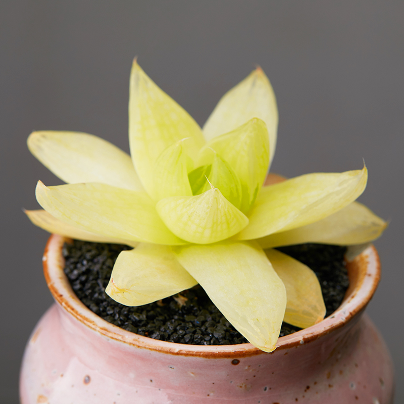 植物美诺花园黄金凝脂菊多阳台办公室萌物肉肉多肉植物