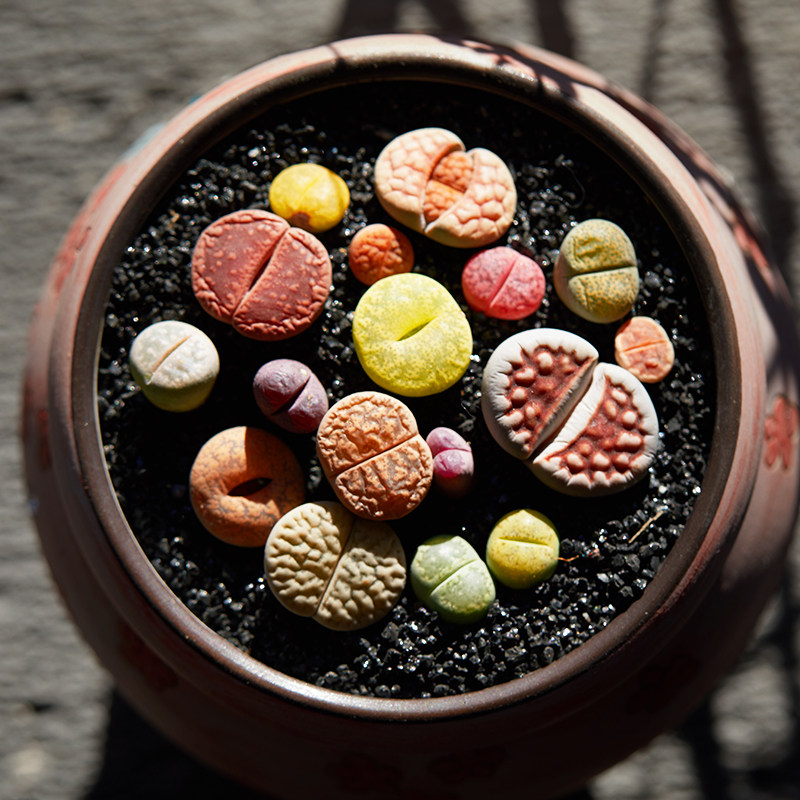 植物美诺花园生石花多阳台办公室萌物肉肉高品质多肉植物