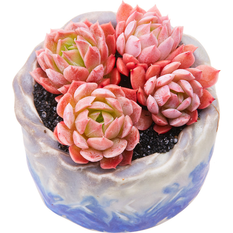 植物美诺花园秋宴多肉阳台萌物安娜肉肉高品质多肉植物